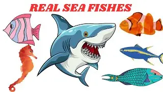 Sea Fish Names for Kids |  Amazing Ocean Fish with Real Underwater Video | Learn English