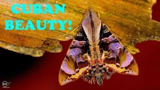 BEAUTIFUL CUBAN SPHINX MOTH ESTABLISHES IN FLORIDA KEYS
