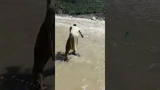 #viralvideo #fishing #fish #fishingmethod #fishingtechnique #nature #reelfishing #travel #shorys