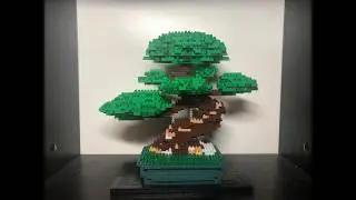 Bonsai Pine Deluxe Edition Time Lapse
