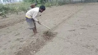আমাদের শাকের জমির পানি দেওয়ার জন্য ড্রেন করা হচ্ছে 