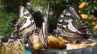 Butterflies feeding on Bananas