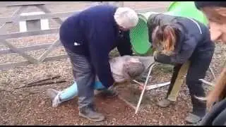 Human Christmas Tree wrapping / netting machine