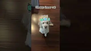 Chewys inner cat #dog #cute #viral #pets #funny #chewy #filters