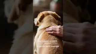 Natural Ways to Soothe Pet Anxiety&mdash;Holistic Healing for Pets | You can calm without medication.