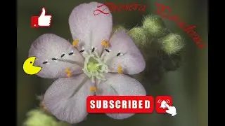 Drosera Paradoxa basic info / Дросера Парадокса основна информация