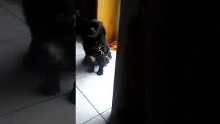 Πως απαντούν το σκιλη μου 😊😊😊