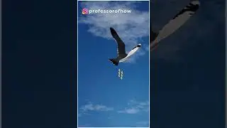 Why birds fly in 