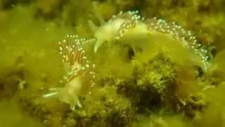 Flabellina verrucosa pair P5110036