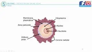 Biologia IV - Aula 08: Sistema Reprodutor (Parte II/II)