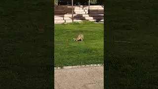 Buin Zoo, Santiago de Chile 🇨🇱 Part 45