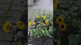 Утренние новости. #слюбовьюизэстонии #жизньвэстонии #novatinafilm #vlog