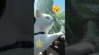 Кошка Алиса любит кататься на машине 🚙Alice the cat loves to ride in a car #cat