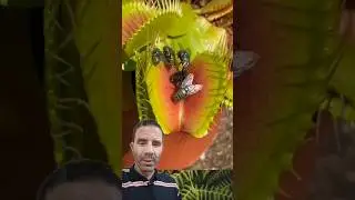 Плотоядное растение, ПОЖИРАЮЩЕЕ 4 мух одновременно 🪰🪴😱