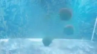 Frozen Marimo (Moss Ball) Dance