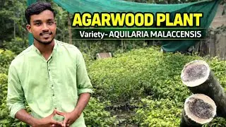 Agarwood Farming Business 💸| 1Tree =Big Return? Long-Term Profitable Plantation@JarifGreenNursery