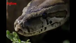 Central African Rock Python Part-1(Hindi)😱#viral #viralvideo #shortvideo #africa 