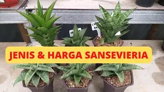 JENIS DAN HARGA SANSEVIERIA DI GH PAK@Keunikansansevieria