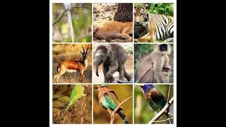 DeiaMo Paradiso Presents 2 Days All Inclusive Bor Wildlife Sanctuary Tour.