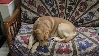 CRIMEMASTER COCO - THE LABRADOR is live