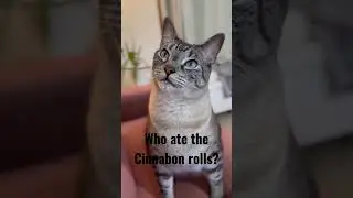 Sneaky Kitty 🐱 #catvideos #cats #shorts