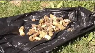 Morel Mushrooms Popping Up in Johnson County
