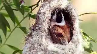 Птица ткач Ремез.  Василий Климов