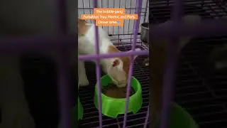 #furbabies #puspin #rescuedkittens #thebubblegang #troyhectorparis