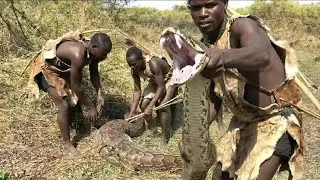 Africa Jungle discovery video 4K, Amazon jungle video, animal video #documental #supervivencia ￼