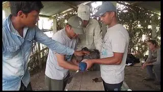 First release of captive-reared white-rumped vulture Gyps bengalensis in Nepal