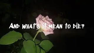 Solace Void - Wildflowers (lyrics)