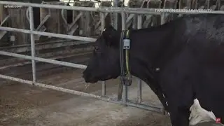 Right on the Money: Health insurance, retirement savings and cow health