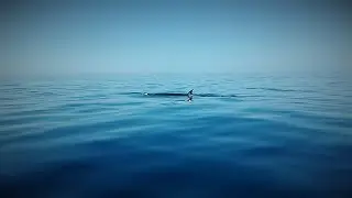 Rare sighting of Sei whale in Portugal!