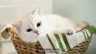 Who is always there for you? Presented by Fussie Cat