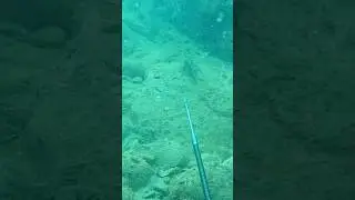 【魚突き】目の前のカサゴを背後からエイッ‼︎