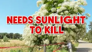 The 15-Foot Weed That Scarred a Nation