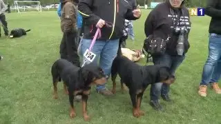 Internationale Rassehunde-Schau in Ebenfurth