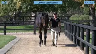 Lot 1450  &ndash; Lonhro x Desert Lashes &ndash; Colt - 2025 Magic Millions Yearling Sale