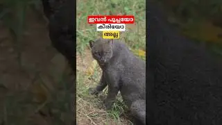 ഇവൻ കീരിയോ പൂച്ചയോ അല്ല #shortsvideo #animal #malayalam