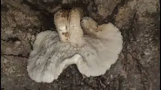 02 - Poplar fieldcap mushroom, (Cyclocybe cylindracea), Pholiote du peuplier, champignon  فطر الحور