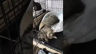 Чем занимается этот котик?