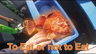 Poor Mans Lobster - Gold Coast Offshore Fishing