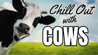 Chill Out with Cows 🐮 | 25 Minutes of Calm, Country Vibes & ASMR Nature | #CopperOwlsNest