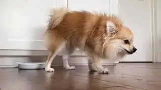Cute Pomeranian Dog Eating Her Food One Nugget at a Time 🤣 #cutedogs #pomeranian