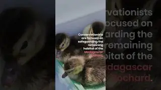Rediscovering the Madagascar Pochard🦆😍 #Madagascar Pochard #shorts #animaladventures