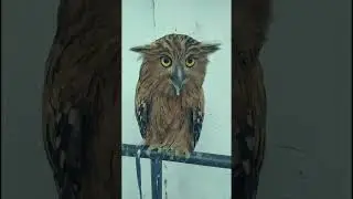 Buffy Owl #burunghantu #owl #owlhouse