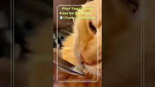 Доказательство того, что любопытство правит кошачьим миром #КошачьяЖизнь #ЗабавныеКошачьиПодборки...