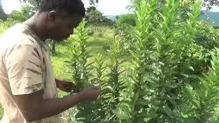 Bitter leaf