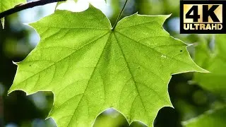 Rustling Leaves and Wind Sound Effect (4K) / ASMR Piano Classical Music