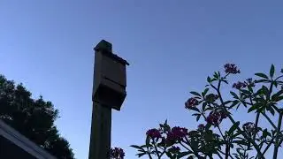 Bats flying to the bat house this morning. Cardinal and Blue Jays calling from the trees nearby.